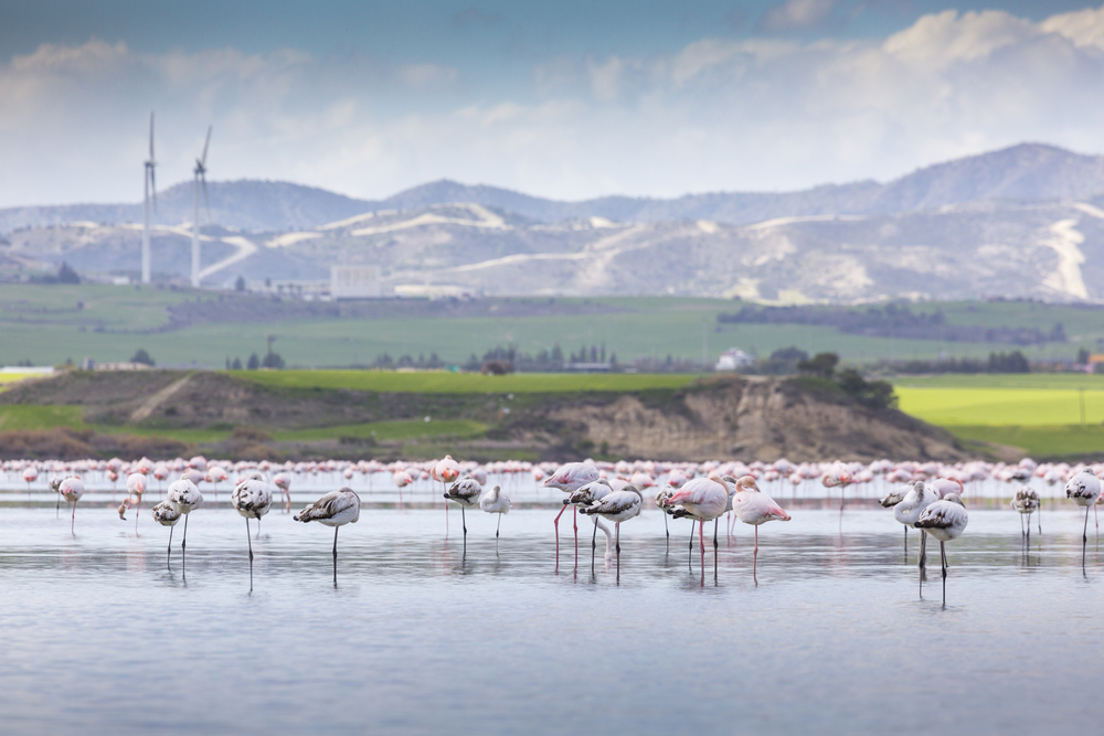 Фламинго на Соленом озере в Ларнаке